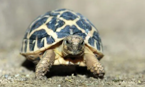 印度星龟繁殖，印度星龟多大可以繁殖？