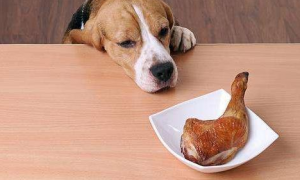 狗狗好像吃不饱，需要加餐吗？