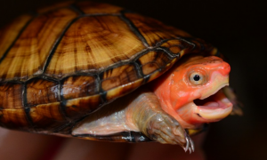 红面蛋龟爱咬人吗？