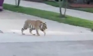 动物也疯狂！母亲节这天，美国休斯敦市大街上出现一只老虎！