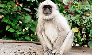一文详解：印度灰叶猴是什么动物？
