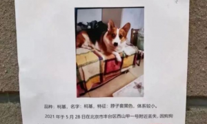 “寻狗启示”找到狗送北京一套房，狗找到了