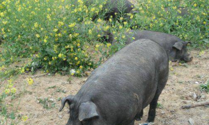 母猪界的产仔冠军—太湖猪