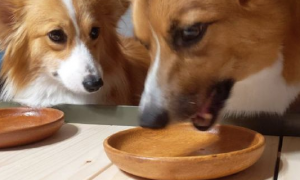 小狗用餐总比伙伴快，随后就盯住他人碗里看，小目光太有机会了！