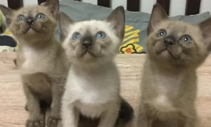 3只暹罗猫里有一只很白，以为长大不会糊，可看到它爸妈后
