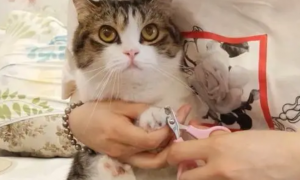 猫咪剪指甲流血了怎么办？