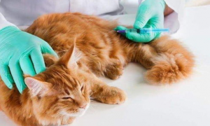在哪些情况下猫咪不能打疫苗？