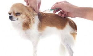 狗狗打疫苗的常见问题
