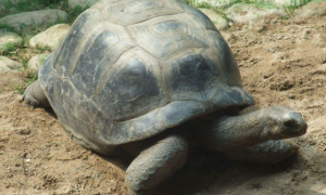 亚达伯拉象龟，很难买到的乌龟！
