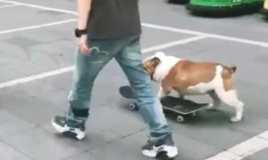 男子街边遛猫遛狗，狗狗酷帅滑滑板追随主人