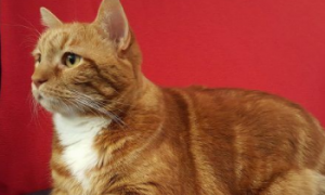 19公斤橘猫让人惊呆 因超胖身型一度声名大噪！