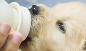 怎样给狗狗选奶粉？有什么诀窍？