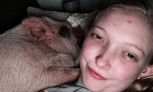 女孩收养一只宠物猪，与它睡在一个床上