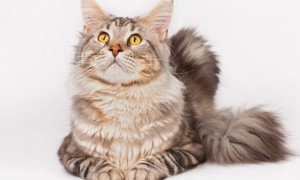 一只缅因猫从佛山托运到长沙的案例分享！
