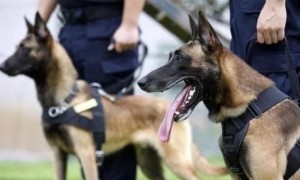 中国正在征用的5种军警犬，每一只都是保家卫国的能手！