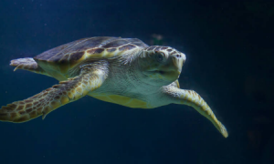 太平洋丽龟成年有多重？