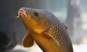 中国特有鱼种“鯮”，曾广泛分布，为何如今很难见到