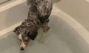 狗狗想要相互配合主人家洗澡，可是不可以弄湿它的臀部，它是有多昂贵呀！