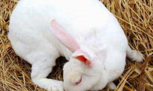 日本大耳白兔价格 一般在90～200元之间