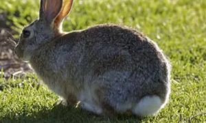 你没听说过的新英格兰棉尾兔！