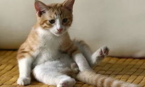 猫灌肠对猫咪肠胃有影响吗？