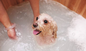 狗狗多久需要洗一次澡呢？
