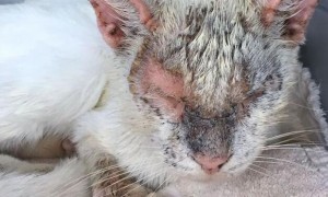 猫咪得皮肤病后的药浴方法,你学会了吗？