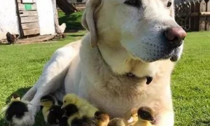 鸭妈妈无端下落不明扔下9只小鸭子，拉布拉多坚决收留他们！