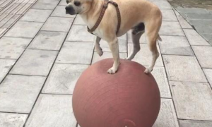 狗狗踩皮球上玩均衡，别人还更强大，姿势肯定是总冠军！