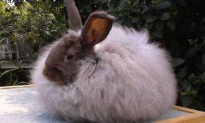 养宠指南：兔子拉葡萄便是什么原因，以下三个个原因及对应措施分析！