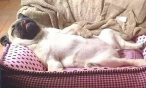 狗狗一旦有这种“睡姿”，表明你真幸福，狗狗给你的爱是确实