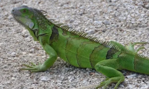 绿鬣蜥蜴吃什么 绿鬣蜥应该每天都喂食