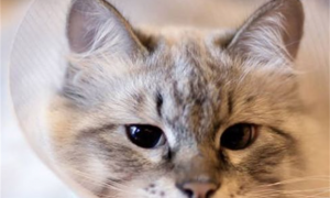 猫咪驱虫药量吃多了怎么办？