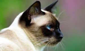 暹罗猫都是蓝眼睛吗？暹罗猫眼睛变色怎么回事？