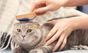 猫猫掉毛粘在衣服上该如何解决？