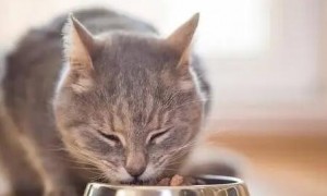 哪些人吃的食物对猫是毒药？猫不能吃的食物