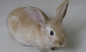 维兰特兔长多大 能长到体重6.5~10公斤