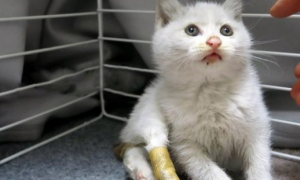 2个月的小猫被人伤害，爪子缺失一半，被救后依然信任人类