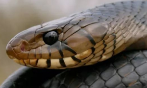 森林王蛇是有多威猛，虽然自己是无毒蛇，却可以捕杀剧毒响尾蛇