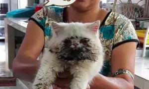阿姨抱着暹罗猫来洗澡, 看着猫咪身上的脏东西, 给100也不洗