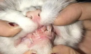 猫的牙齿分化特点？