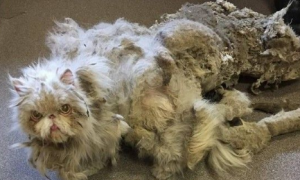 好久不剃毛 波斯猫拖着2公斤脏毛像移动破地毯