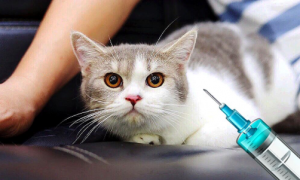 猫打完疫苗发烧怎么办？