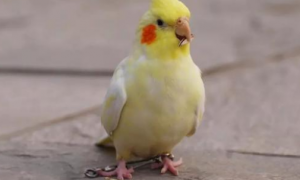 玄凤鹦鹉：一种不一样的宠物鸟