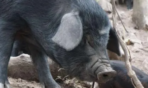 关中黑猪的养殖技巧与注意事项！