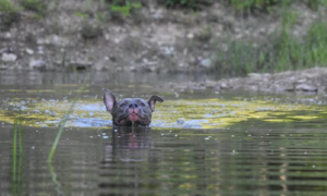 狗狗在河中游水，二只耳朵则是不一样的情况，用耳朵在导航吗？