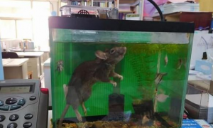 女同事尖叫，原来鱼缸里竟然有只老鼠溺水了