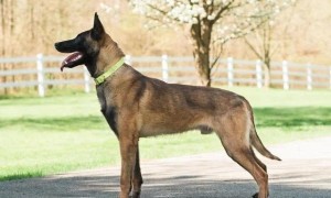 现代型军警犬——马林诺斯犬