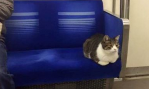日本猫咪也会坐电车 西武池袋线的有名猫乘客