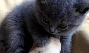 主人买了只小蓝猫，仓鼠每天对它投怀送抱：从小打好关系很重要！